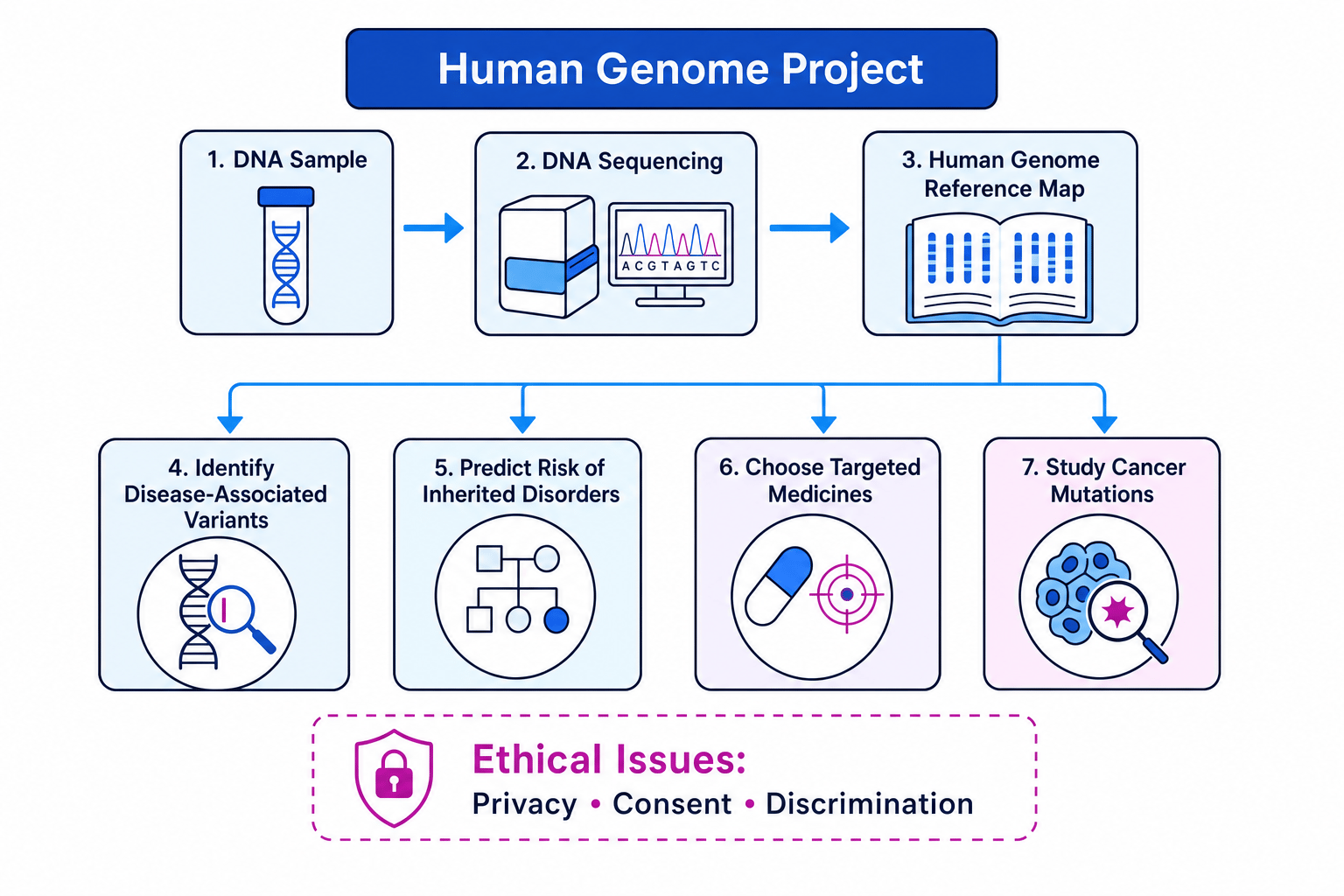 Flowchart showing the Human Genome Project leading to medical applications and ethical issues