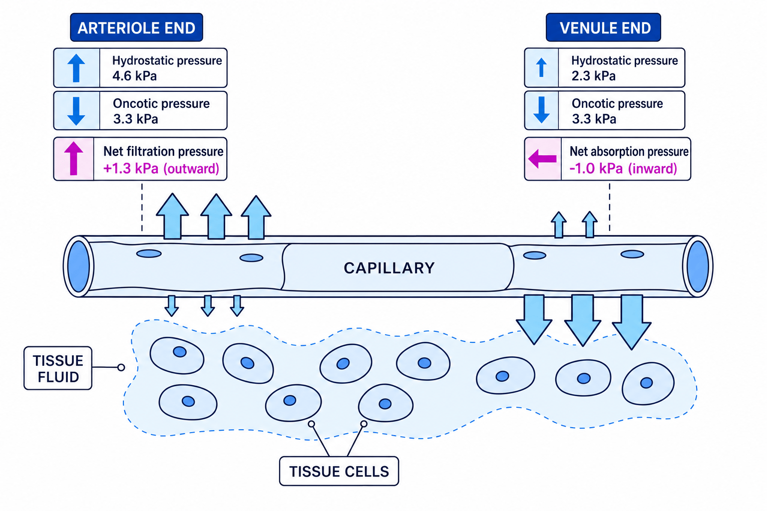 Formation of tissue fluid at the capillary bed