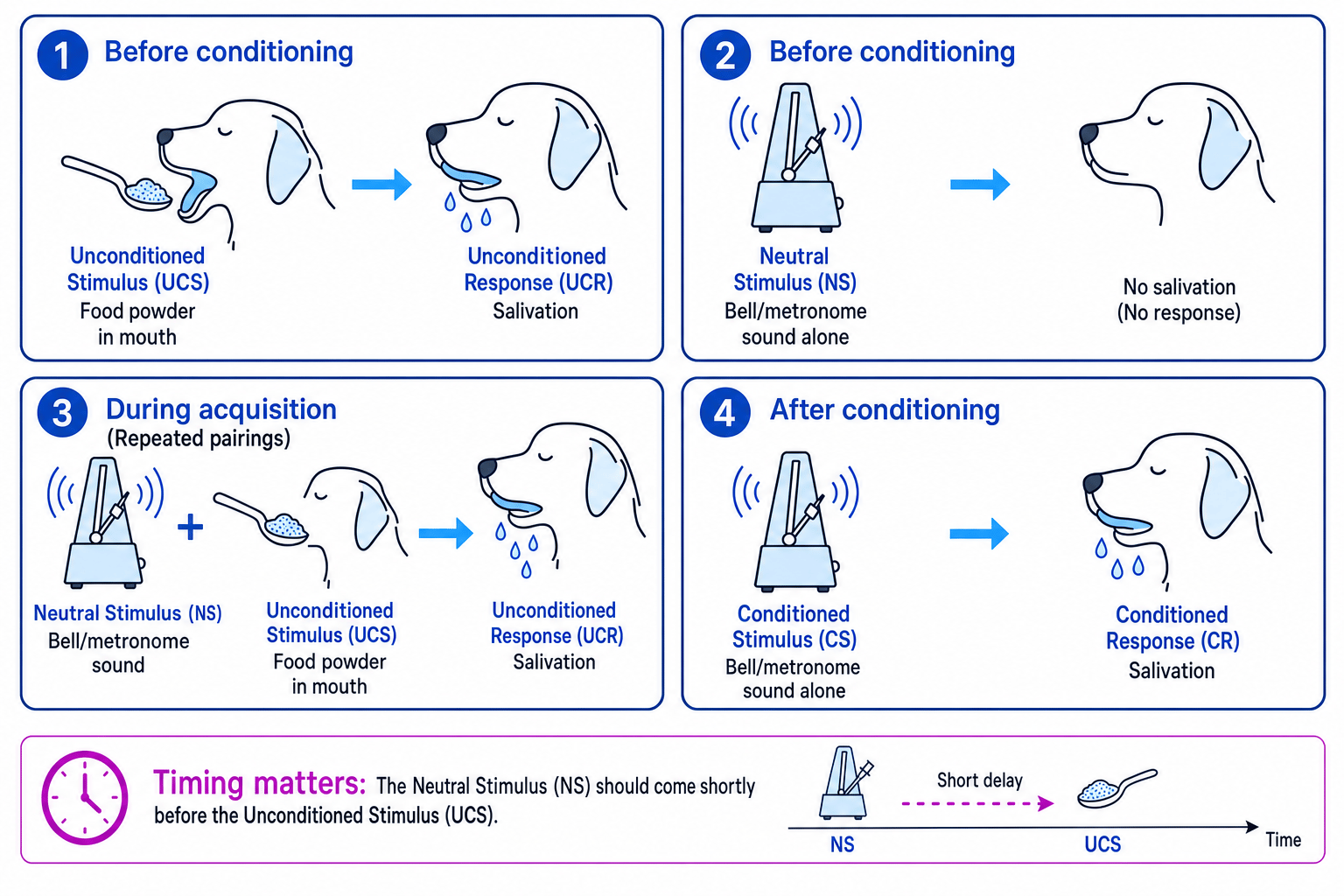 Diagram showing Pavlov's classical conditioning procedure: food as UCS, salivation as UCR, bell as NS becoming CS, and salivation as CR