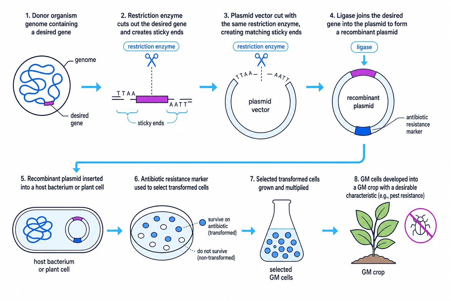 Flow diagram of genetic engineering using restriction enzymes, sticky ends, plasmid vectors, ligase, host cells and antibiotic resistance markers