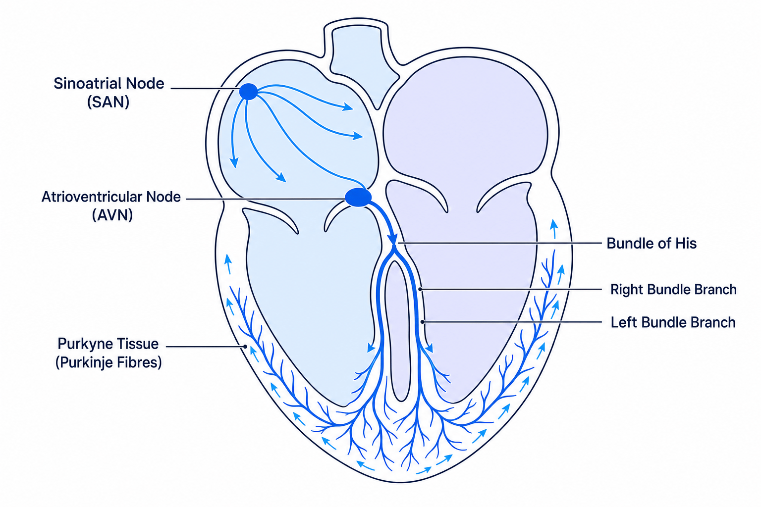 Electrical conduction of the heart