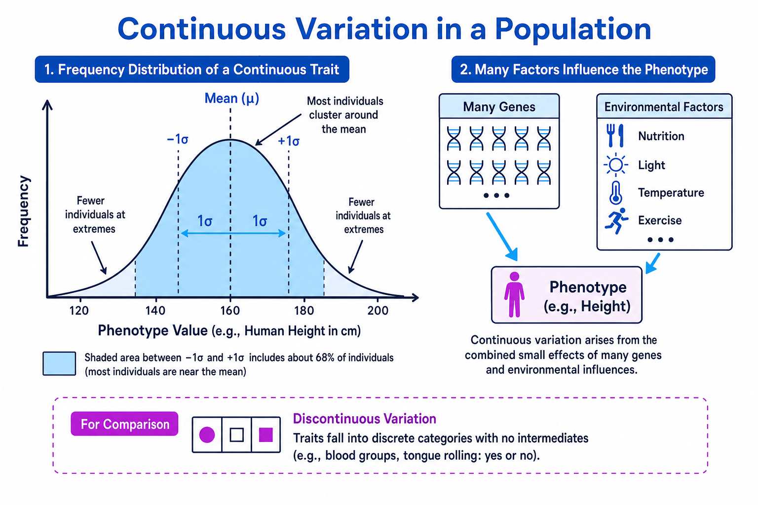 Graph showing a bell-shaped distribution for continuous variation, influenced by many genes and environmental factors