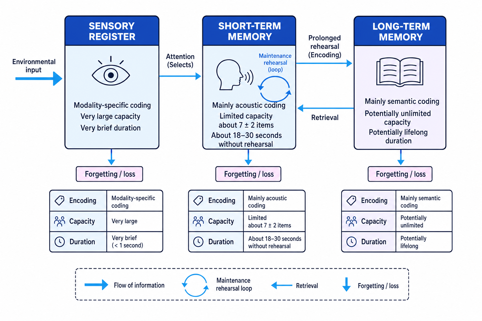 Diagram of Atkinson and Shiffrin's multi-store model showing sensory register, short-term memory, long-term memory, rehearsal, retrieval and forgetting