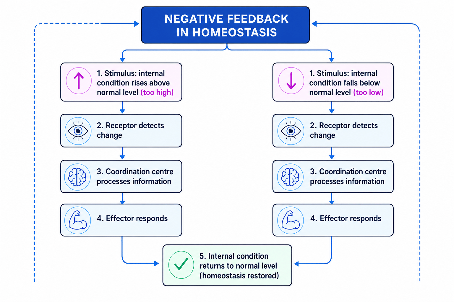 Negative feedback in homeostasis