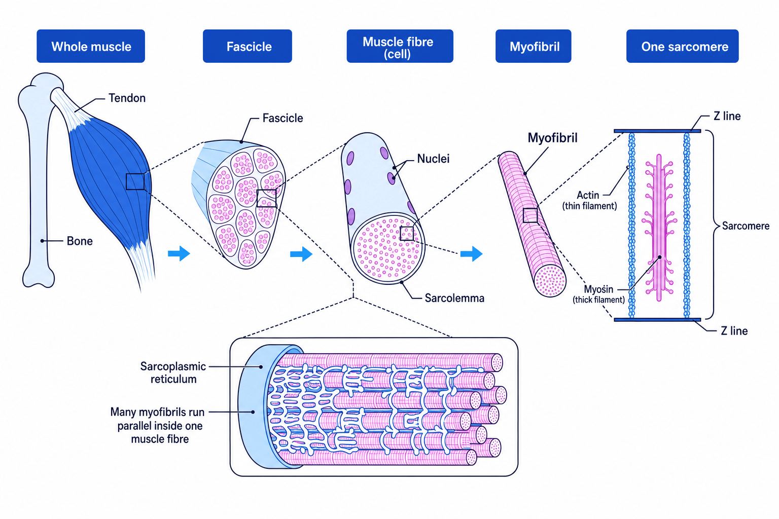 Annotated hierarchy from whole skeletal muscle to fascicle, muscle fibre, myofibril and sarcomere