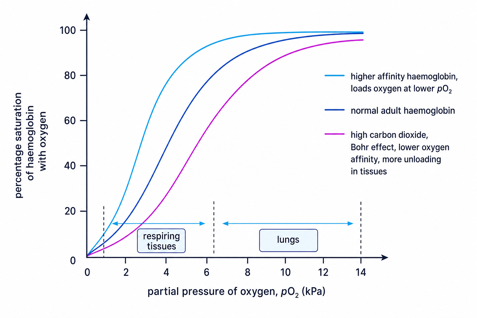 Oxyhaemoglobin dissociation curve showing normal adult haemoglobin, Bohr effect right shift, and higher-affinity left shift