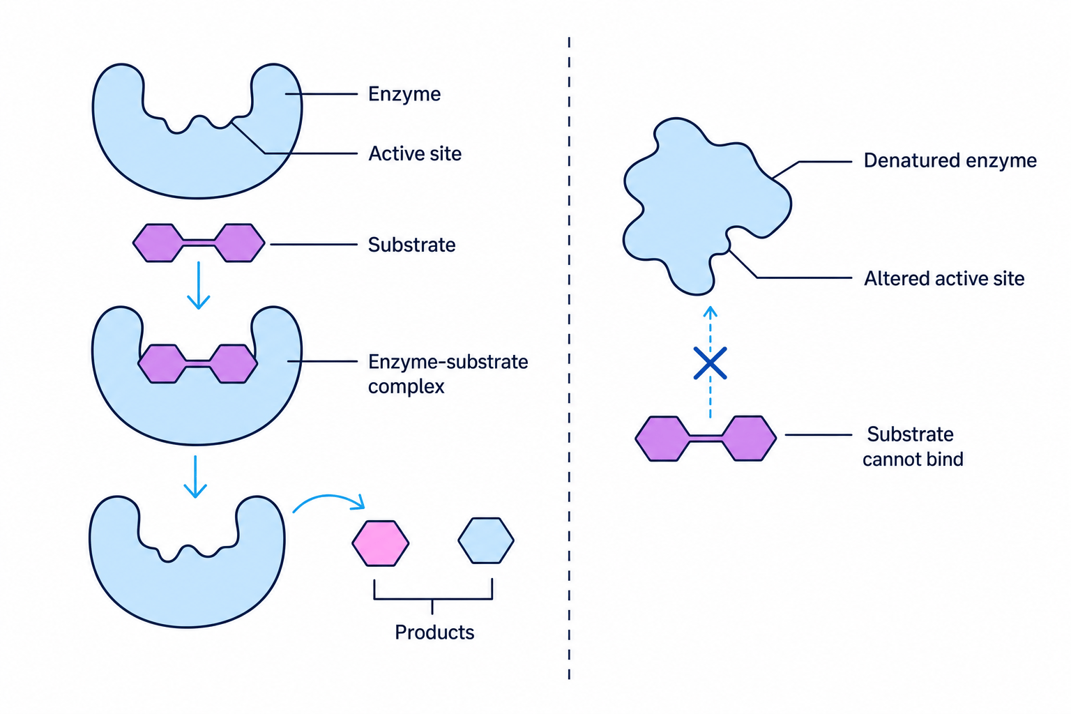 Diagram showing enzyme active site, enzyme-substrate complex, products, and denaturation