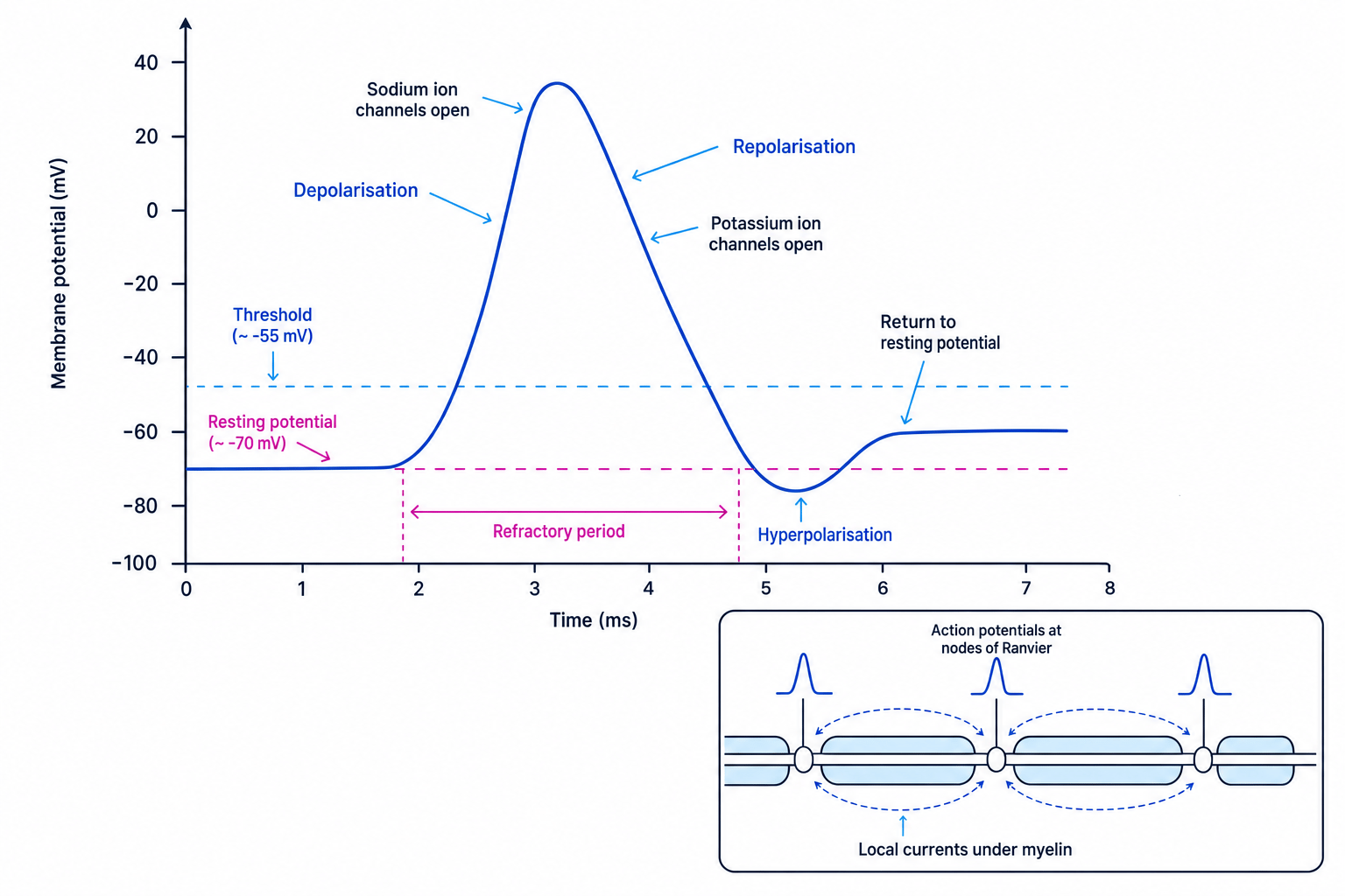 Action potential graph showing threshold, depolarisation, repolarisation, hyperpolarisation and saltatory conduction