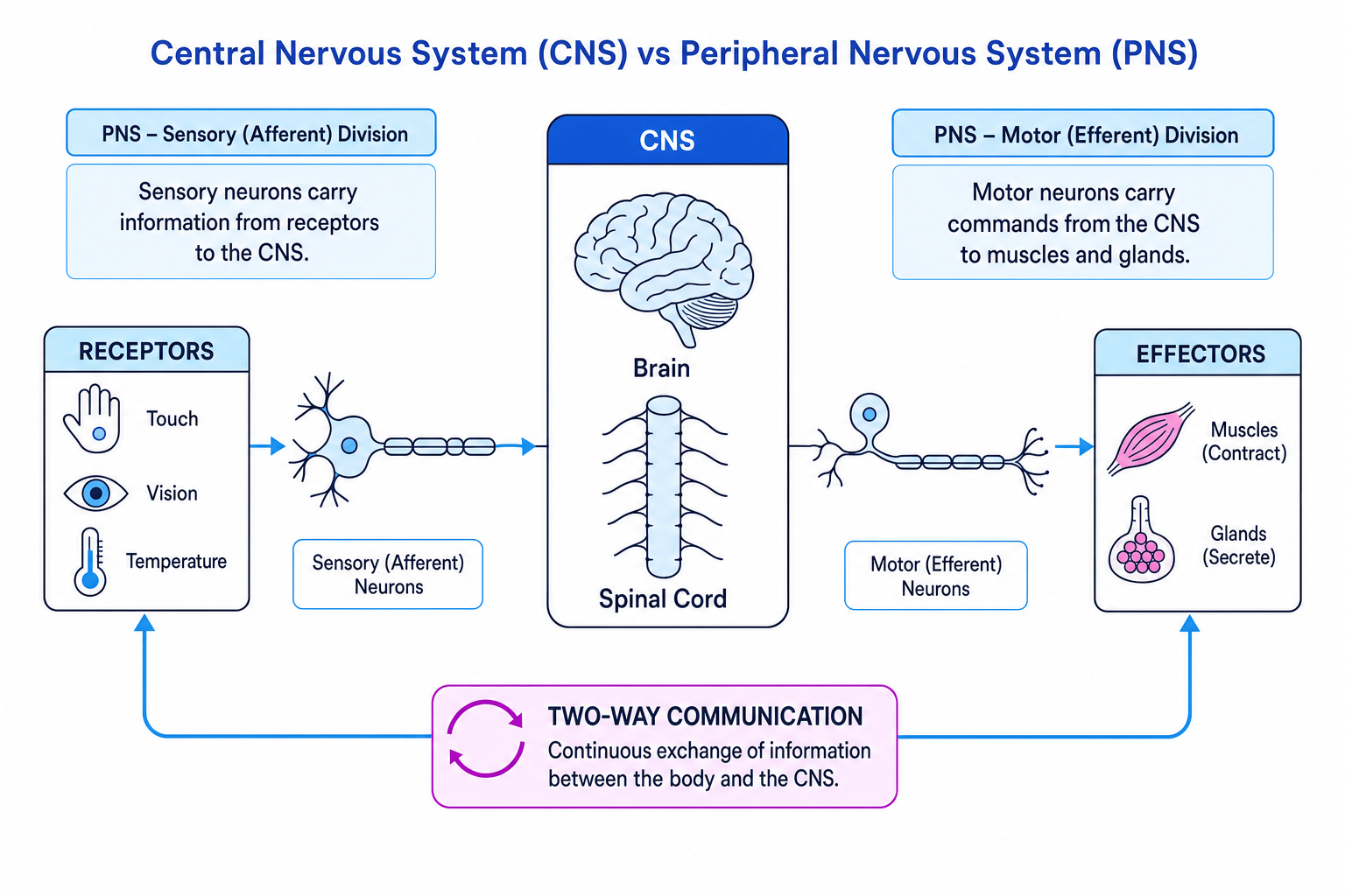 Diagram comparing the CNS and PNS, showing sensory neurons carrying information to the brain and spinal cord and motor neurons carrying commands to muscles and glands