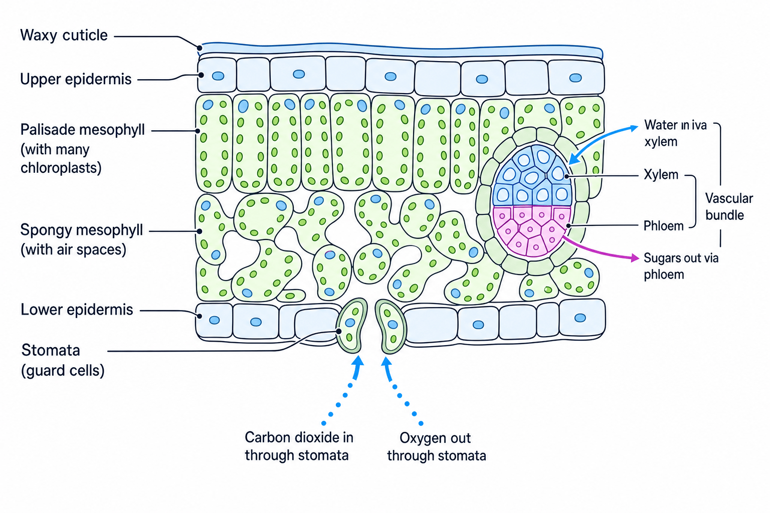 Labelled cross-section of a leaf showing photosynthesis adaptations