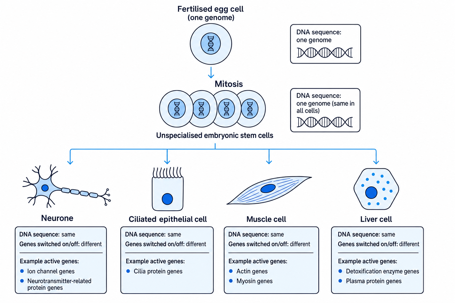 A mammalian fertilised egg dividing by mitosis to form embryonic stem cells, then differentiating into specialised cells with the same DNA but different active genes