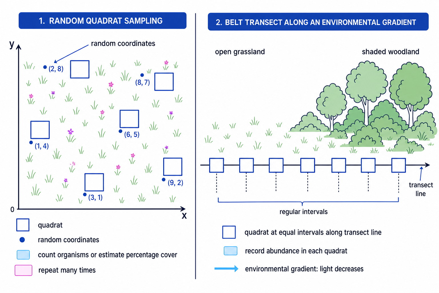 Random quadrat sampling and belt transect fieldwork techniques