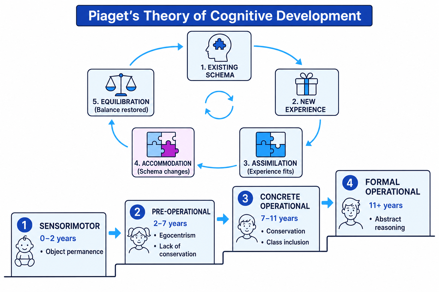 Diagram showing Piaget's schema adaptation cycle and four stages of cognitive development