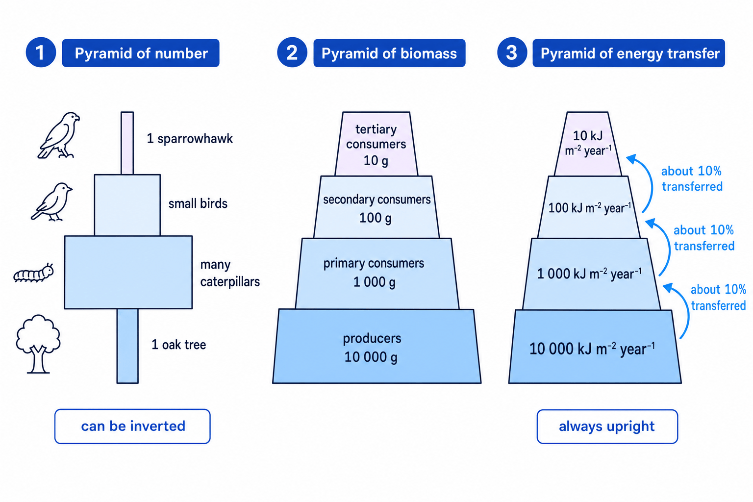 Comparison of pyramids of number, biomass and energy transfer