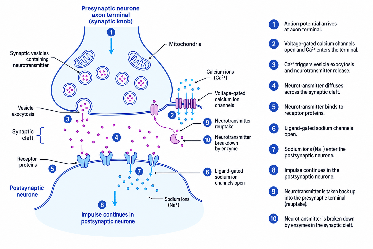 Annotated diagram of chemical synaptic transmission