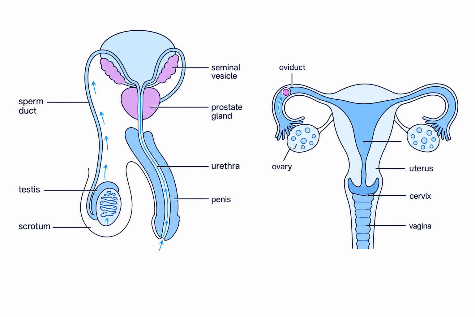 Labelled male and female reproductive systems showing sperm and egg movement