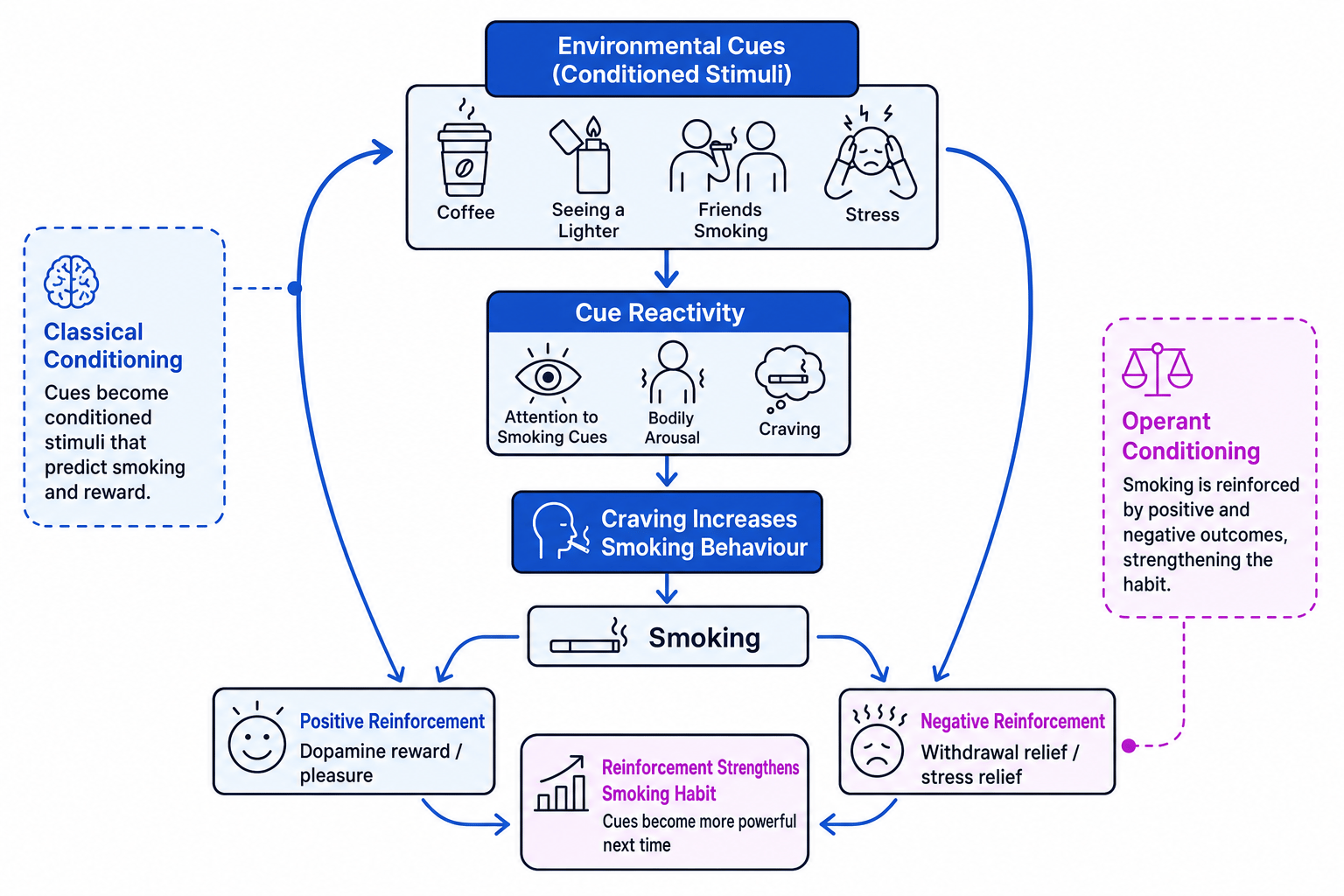 Learning-theory cycle showing environmental smoking cues becoming conditioned stimuli, triggering cue reactivity and craving, followed by smoking, positive reinforcement, negative reinforcement, and a strengthened habit