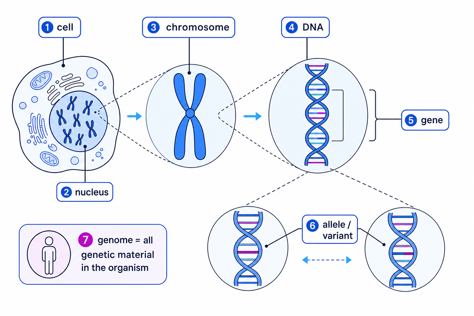 Diagram showing cell, nucleus, chromosomes, DNA, genes, alleles and genome