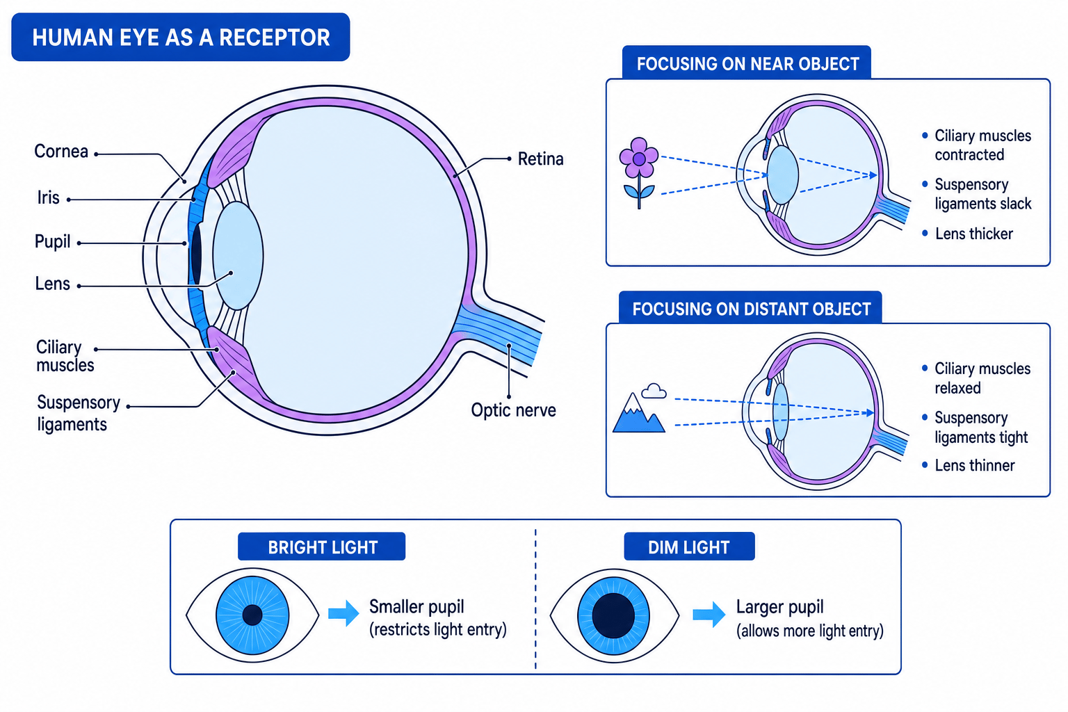Labelled human eye showing focusing on near and distant objects and pupil responses