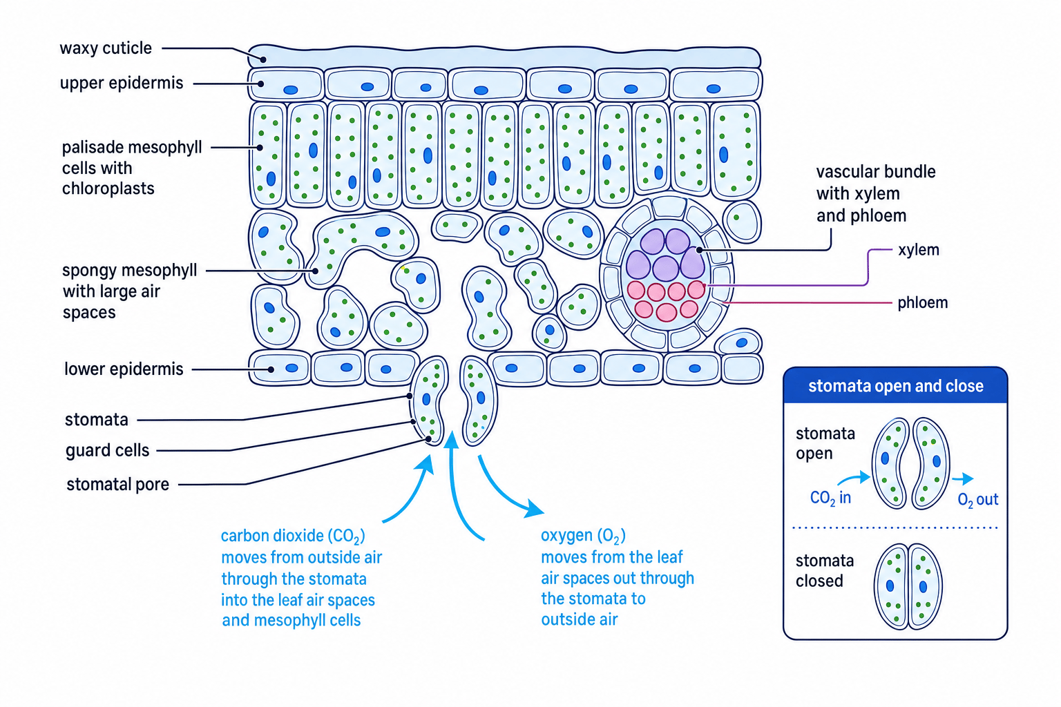 Labelled leaf cross-section showing stomata, mesophyll air spaces and gas diffusion