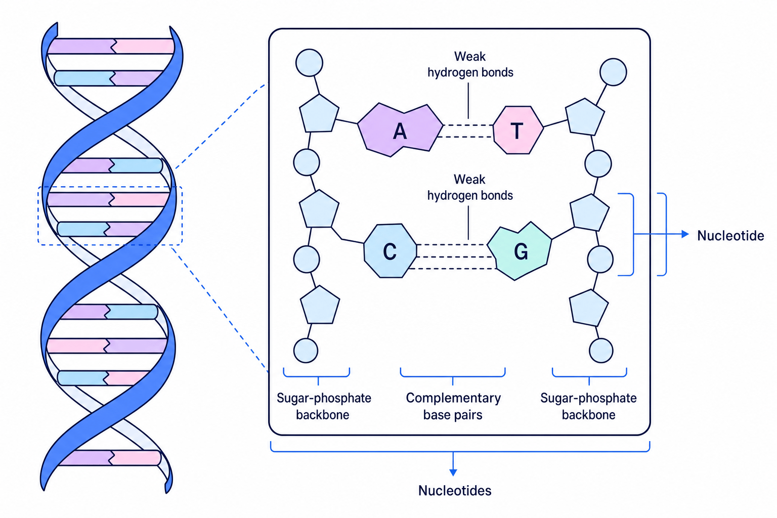 DNA Structure