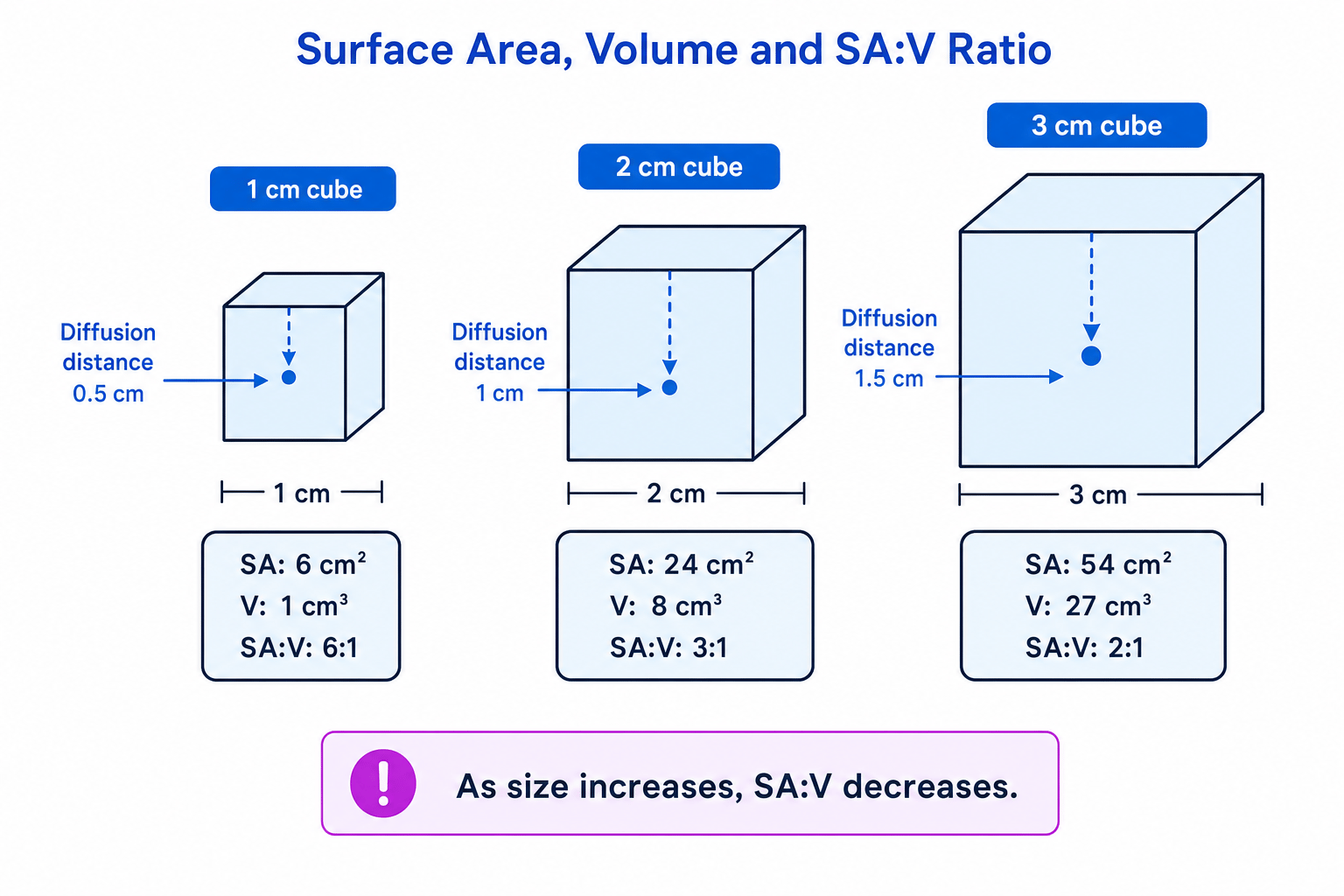 Three cubes showing that surface area to volume ratio decreases as cube size increases