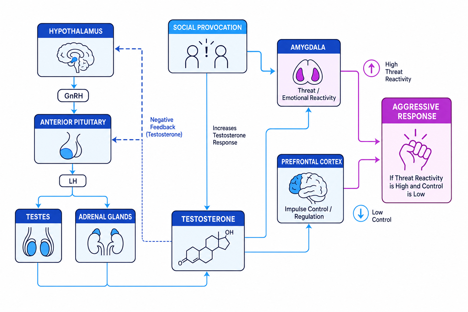 Schematic of the HPG axis showing hypothalamus, pituitary, testosterone, amygdala, prefrontal cortex and aggressive response