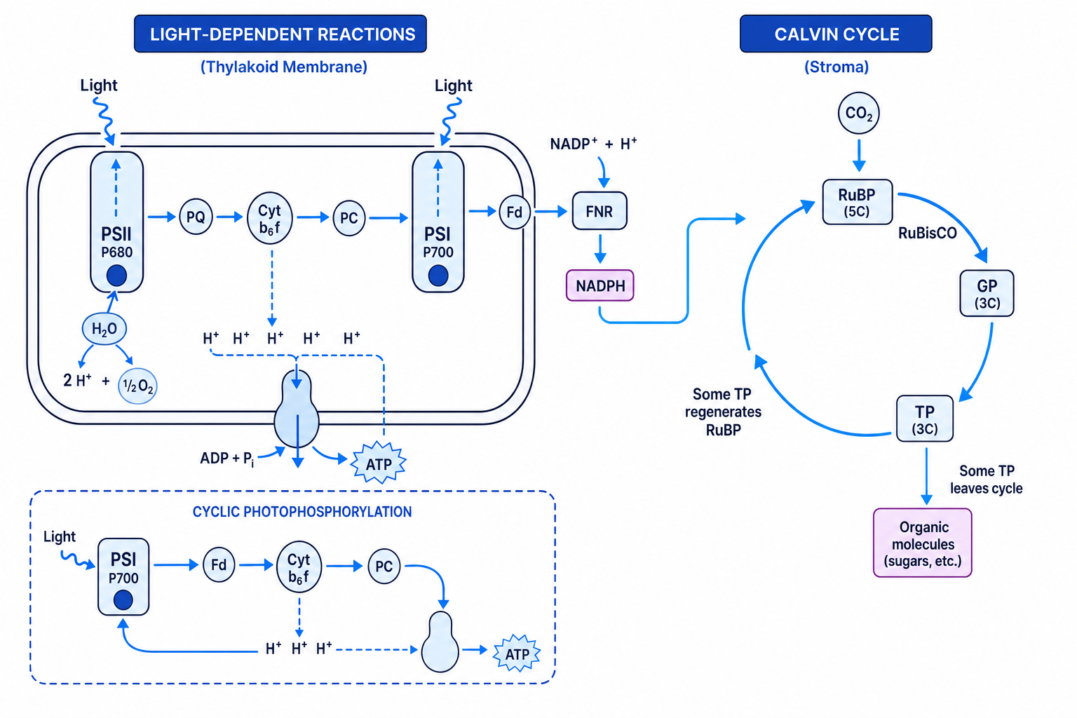 Schematic of light-dependent reactions, cyclic photophosphorylation and Calvin cycle links