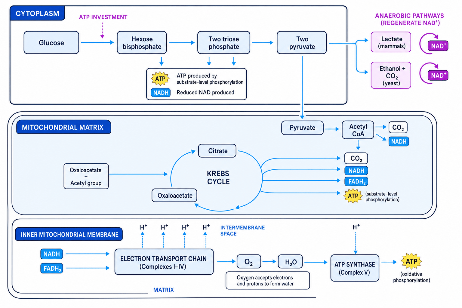 Flow diagram of glycolysis, link reaction, Krebs cycle, oxidative phosphorylation and anaerobic branches