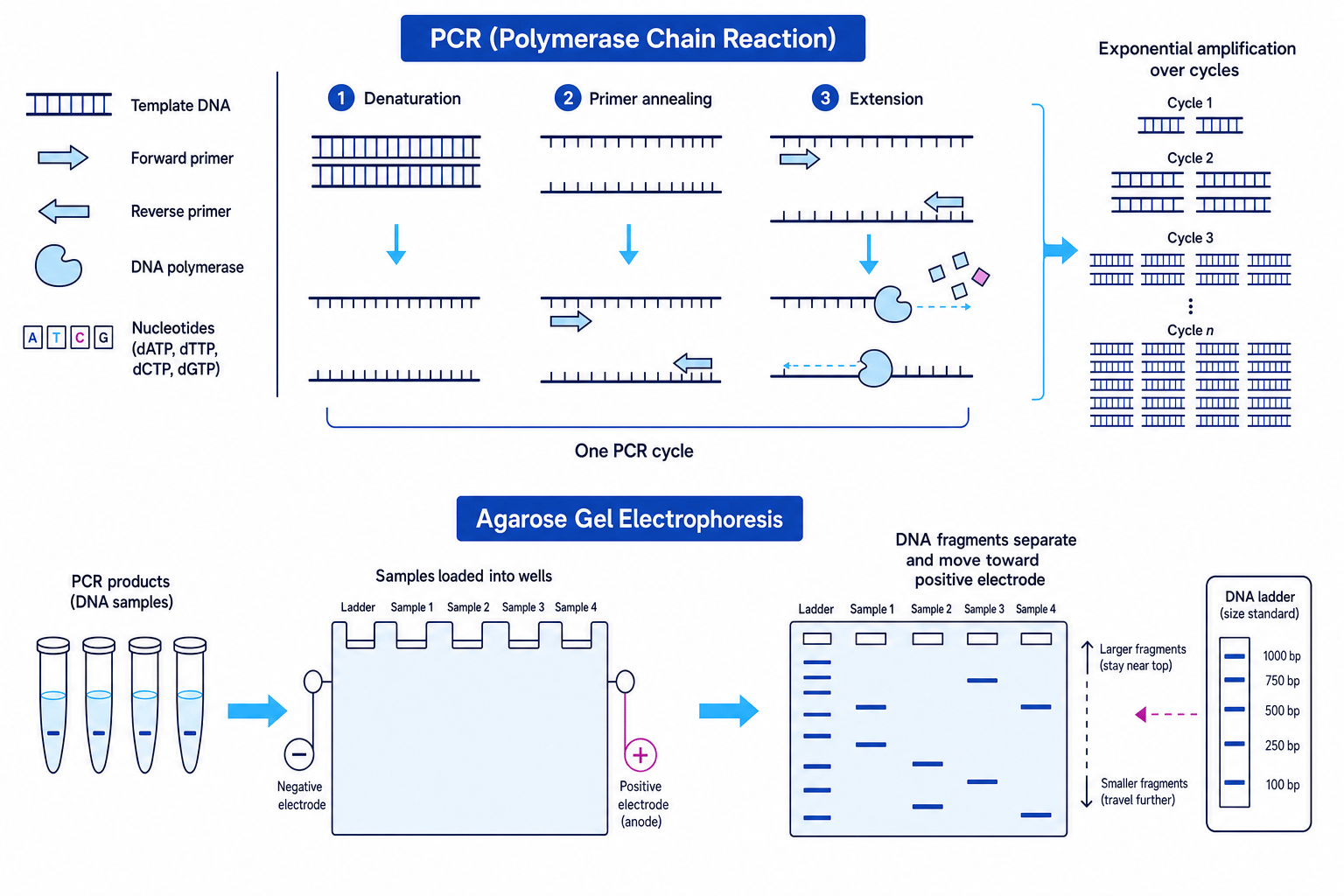 PCR amplification followed by agarose gel electrophoresis, showing denaturation, annealing, extension, DNA ladder and smaller fragments travelling further