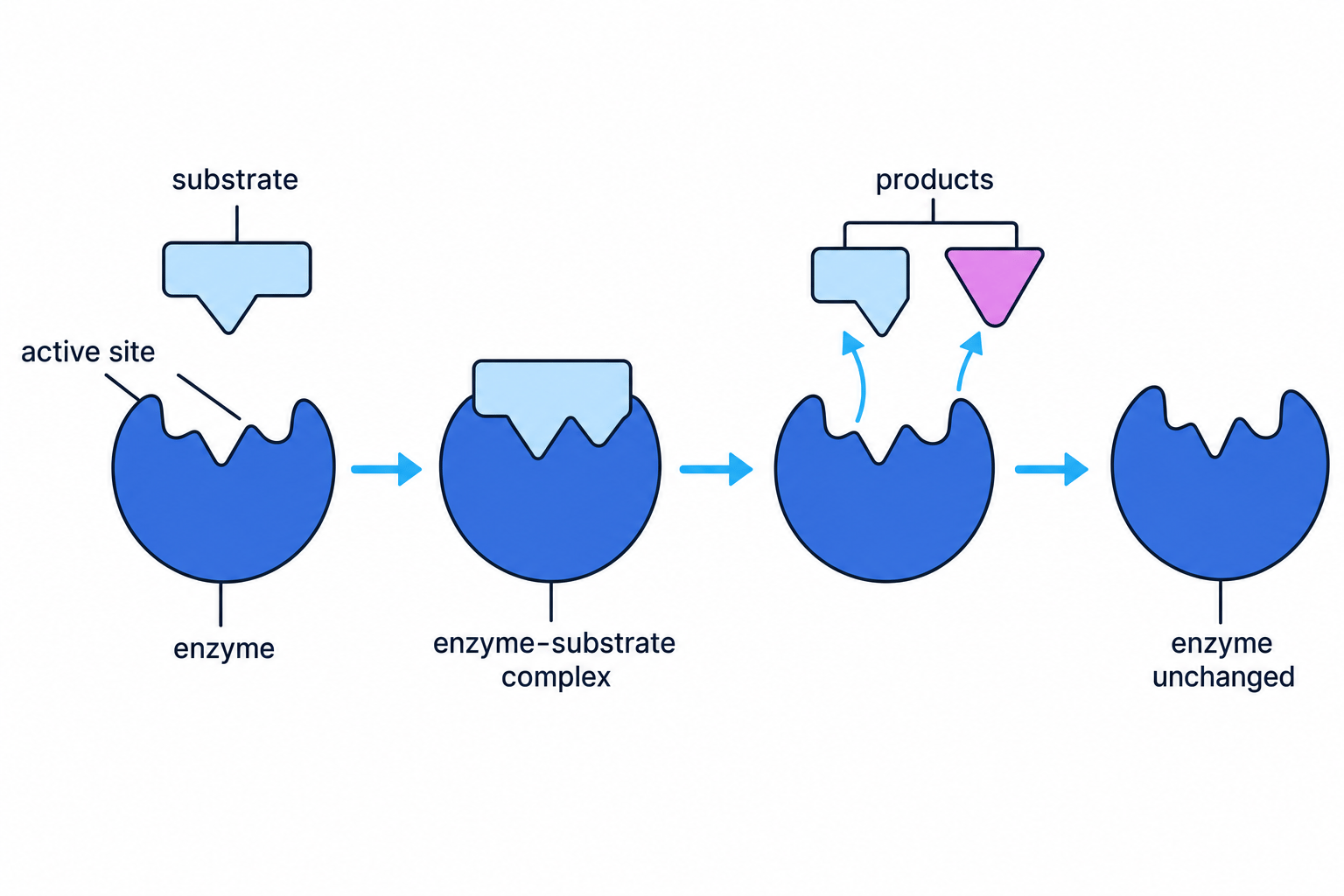 Diagram of enzyme action showing substrate fitting into active site, enzyme-substrate complex, products, and unchanged enzyme
