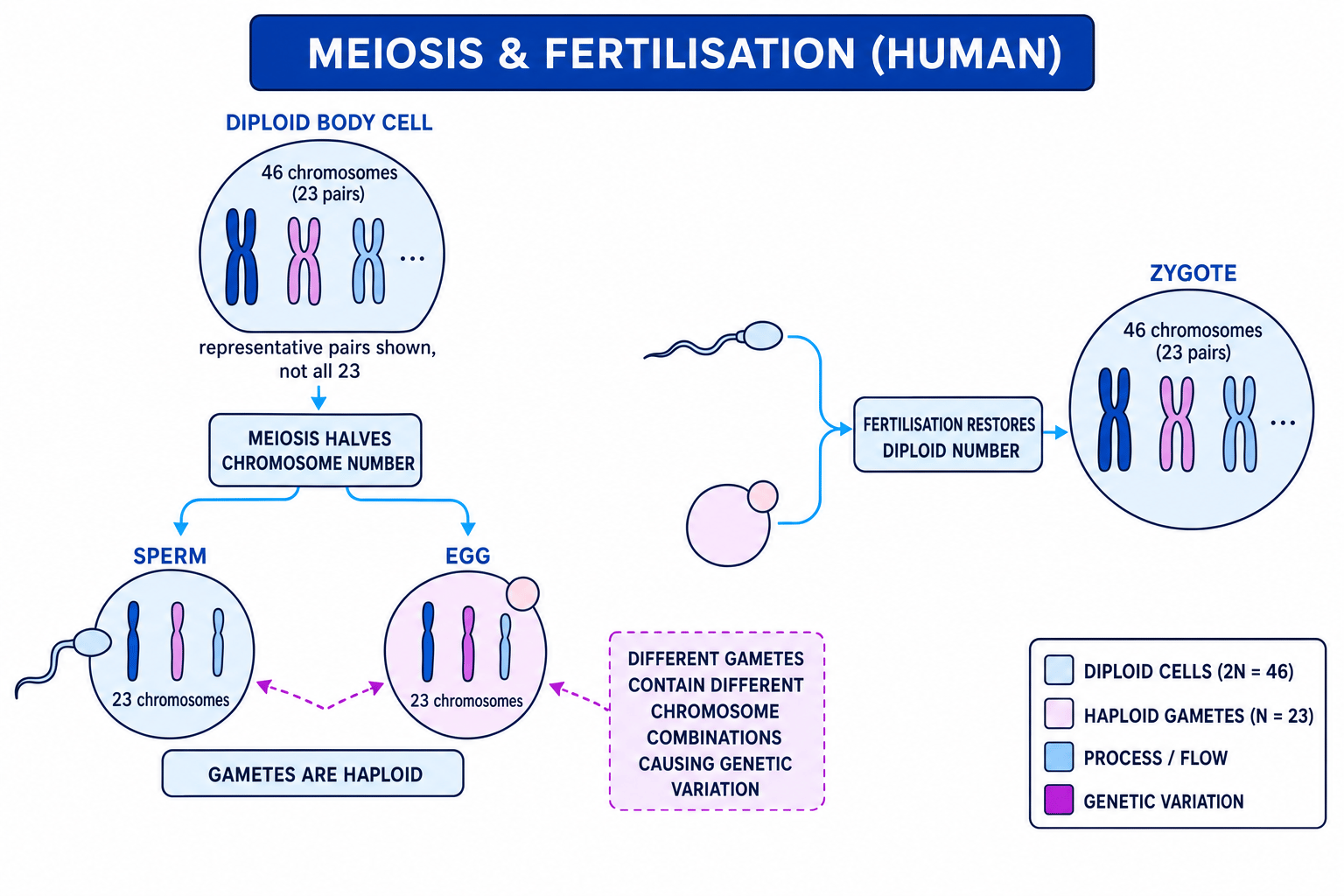Diagram showing meiosis producing haploid gametes and fertilisation restoring the diploid chromosome number