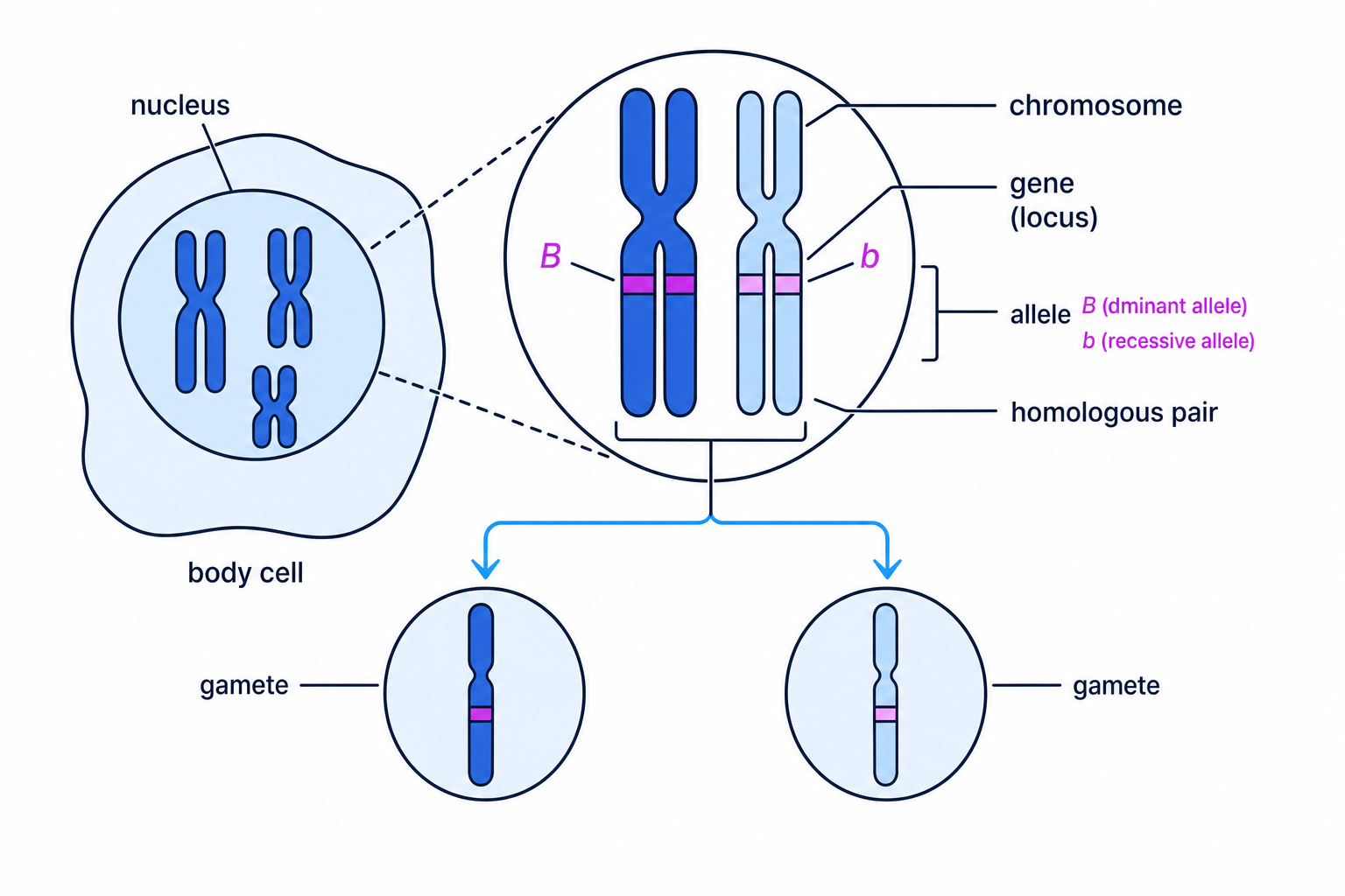 Labelled diagram showing chromosomes, genes, alleles, homologous pairs and gametes