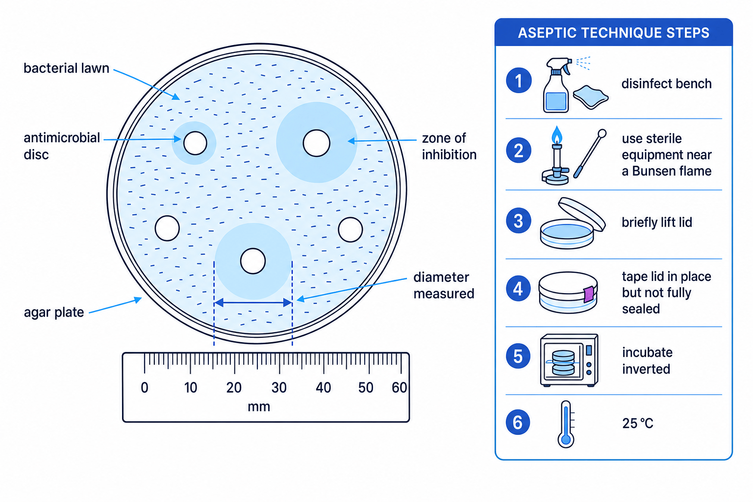 Agar plate with antimicrobial discs, zones of inhibition and aseptic technique steps