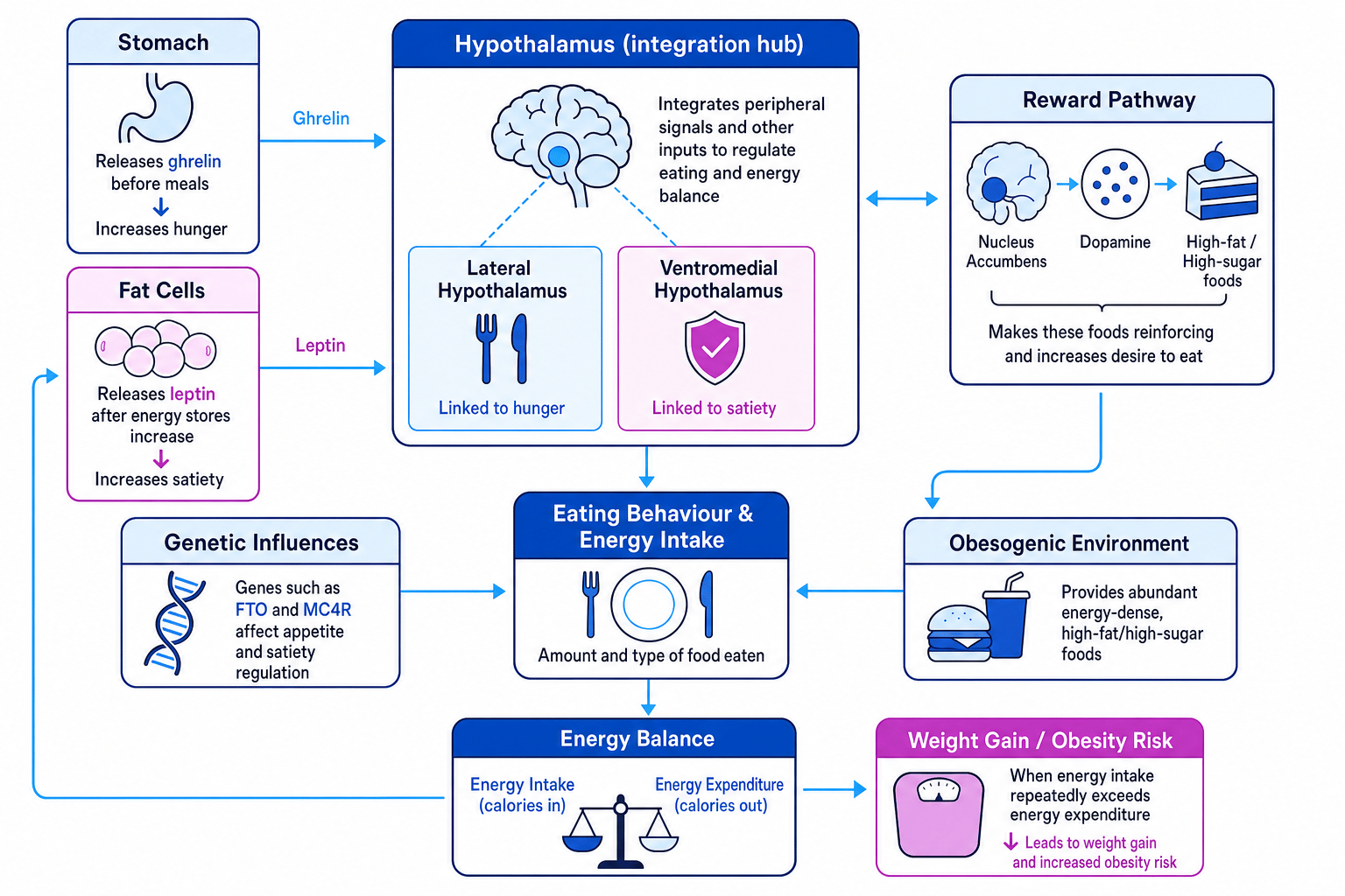 Flowchart showing genetic influences, hypothalamus, leptin, ghrelin, dopamine reward pathways, eating behaviour, energy balance and obesity risk