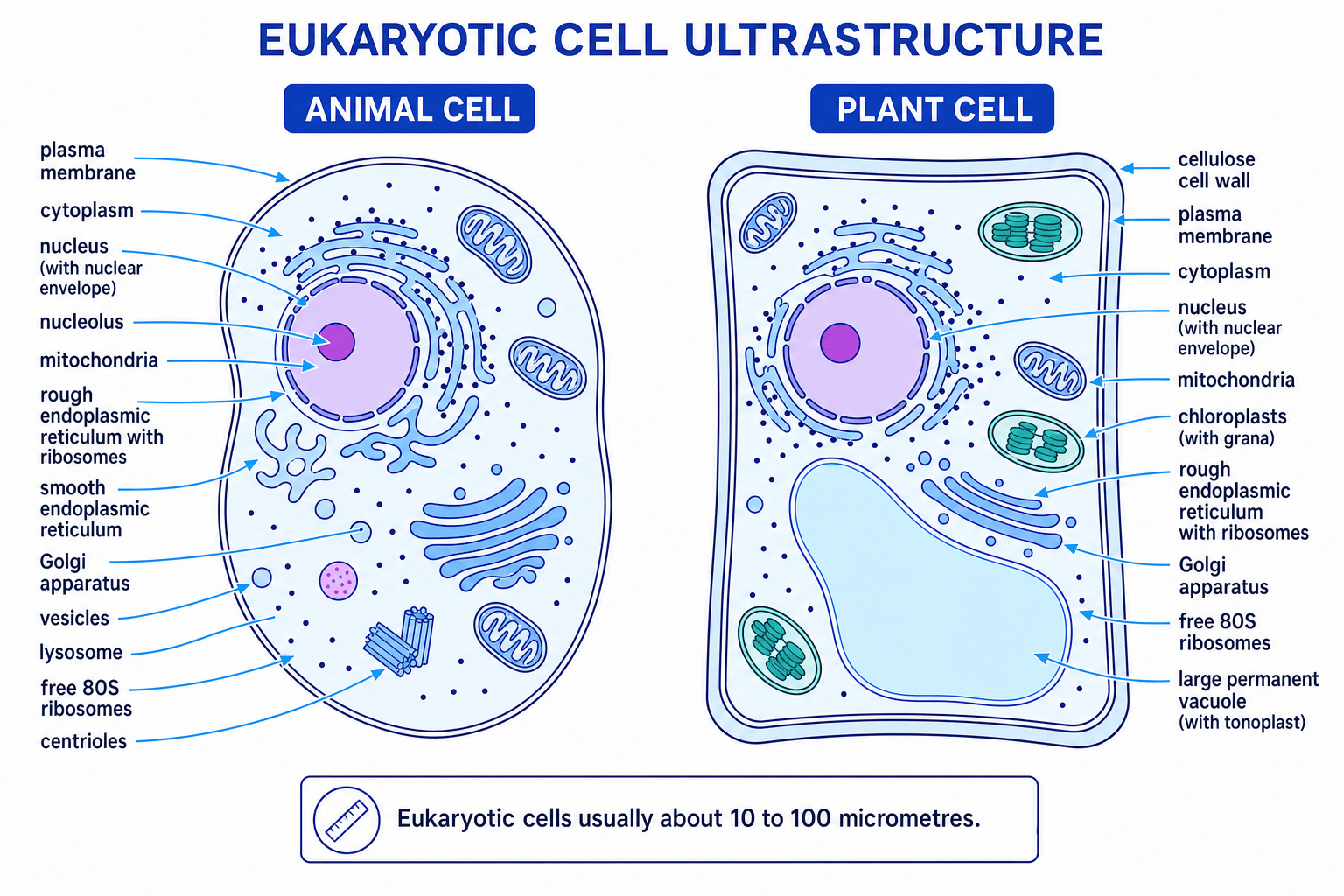 Annotated comparison of animal and plant eukaryotic cell ultrastructure