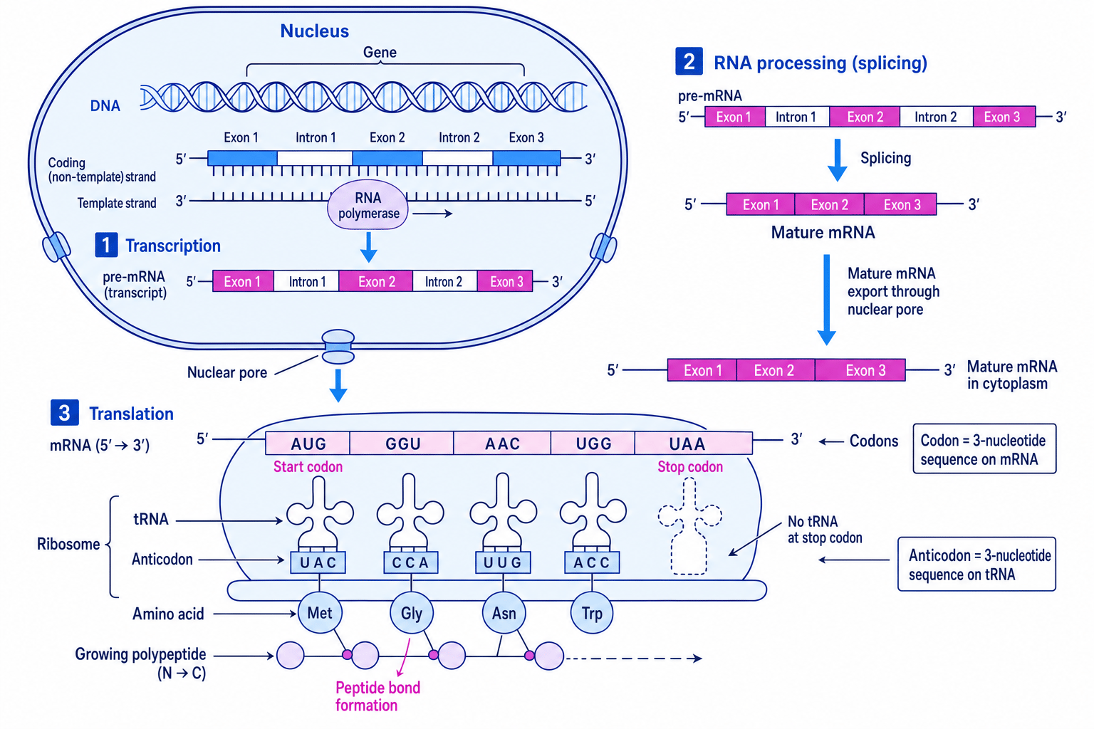 Flow diagram of transcription, RNA processing and translation in a eukaryotic cell