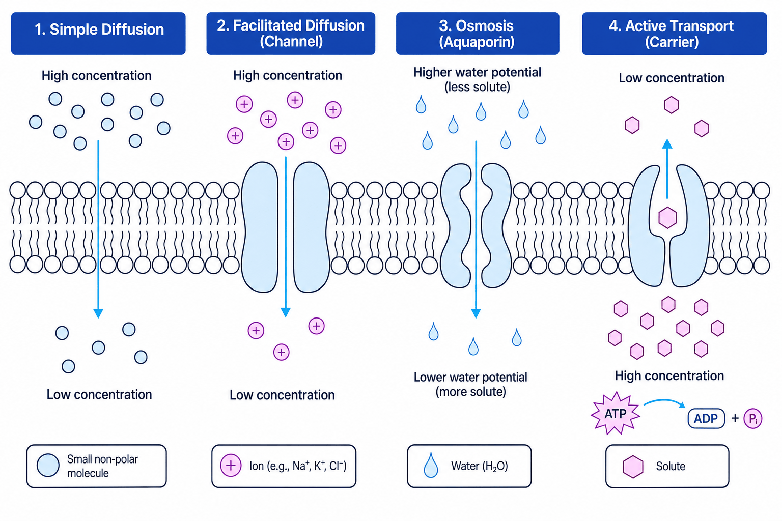 Comparison of simple diffusion, facilitated diffusion, osmosis and active transport