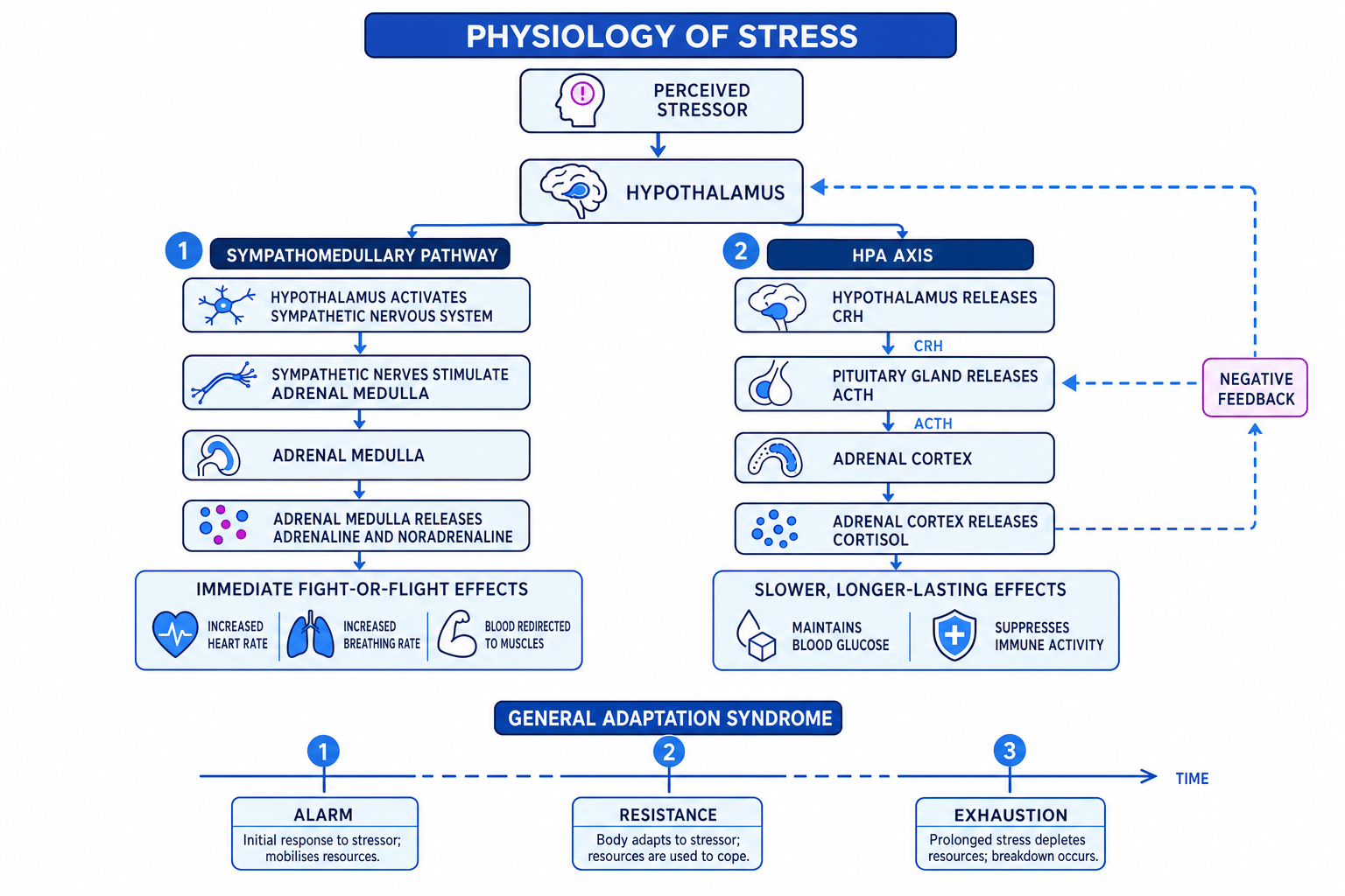Labelled schematic of the sympathomedullary pathway, HPA axis, cortisol feedback, and general adaptation syndrome timeline
