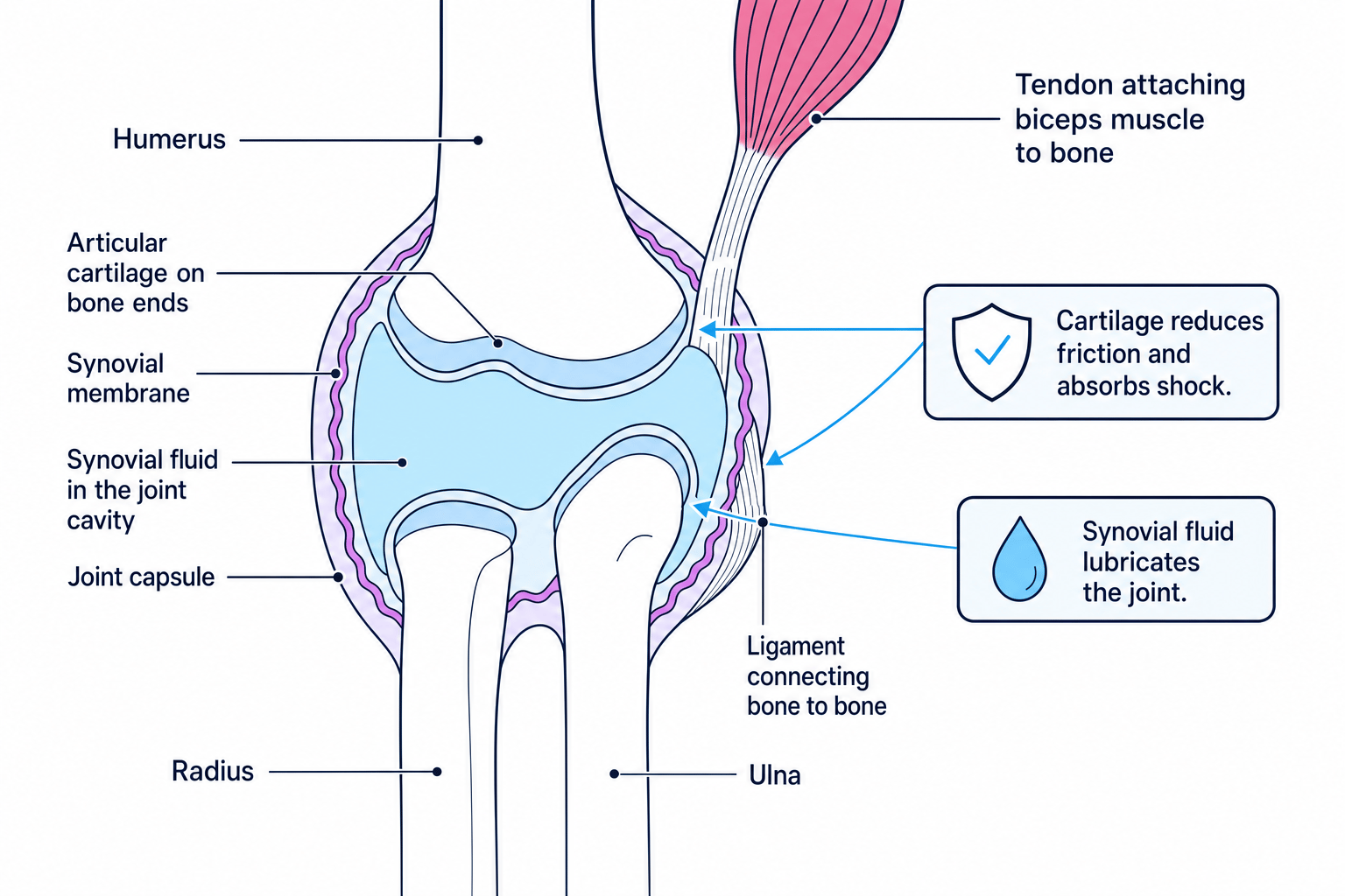 Annotated synovial joint showing cartilage, synovial fluid, ligaments, tendons and bones