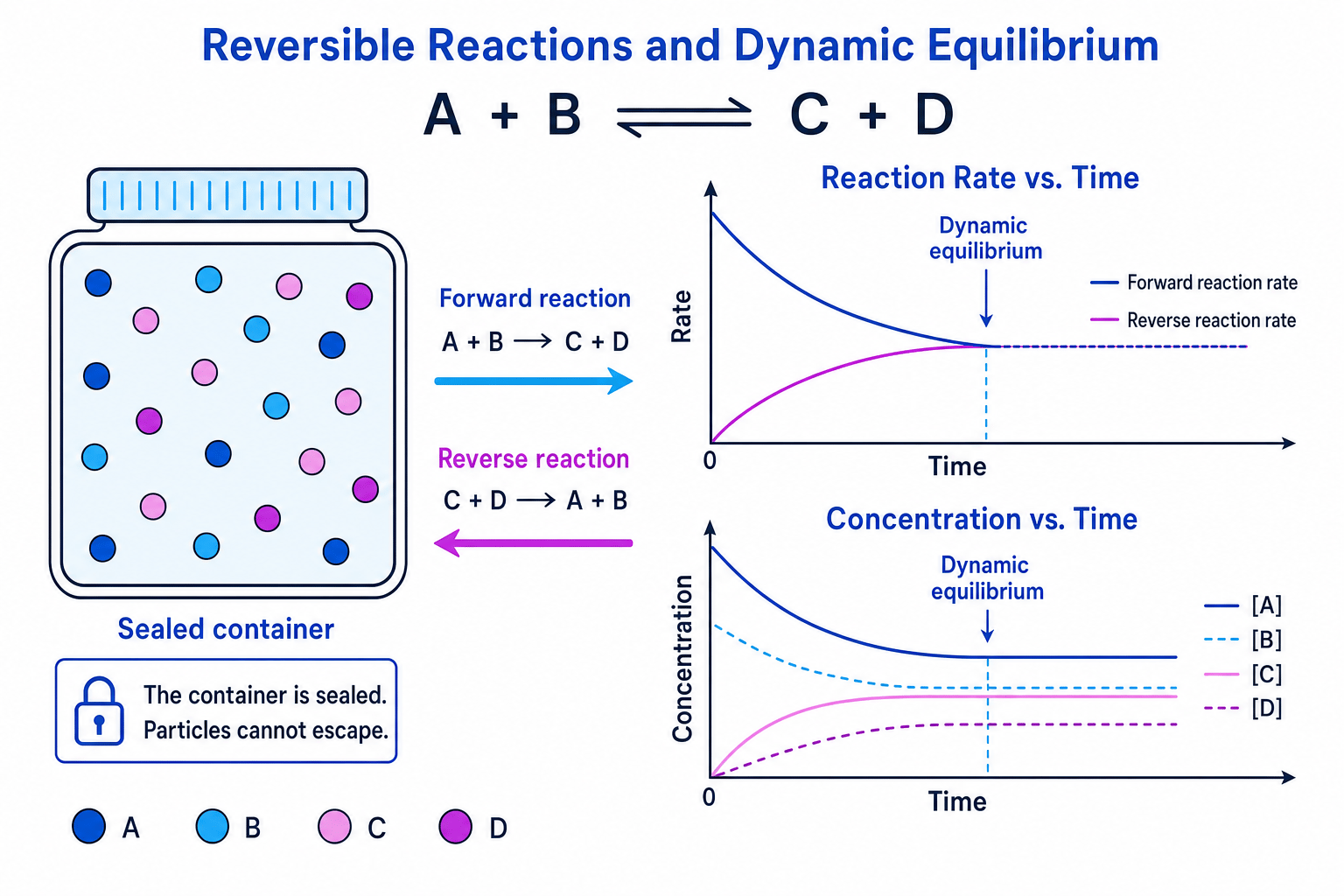 Dynamic equilibrium in a sealed container with rate and concentration graphs