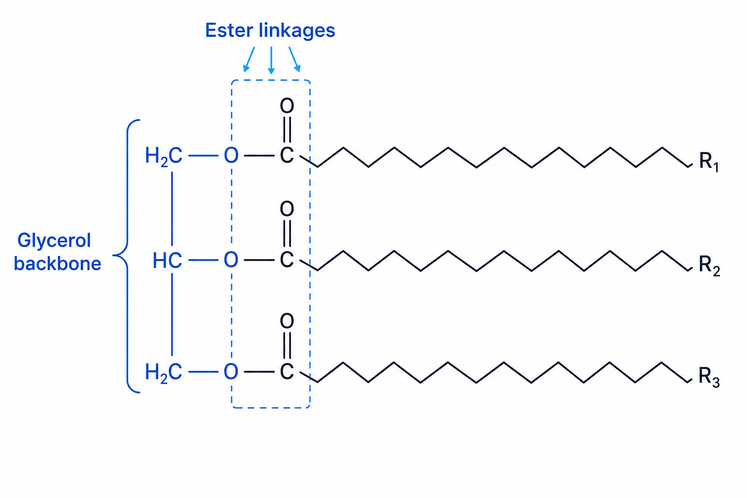 Structure of a triglyceride