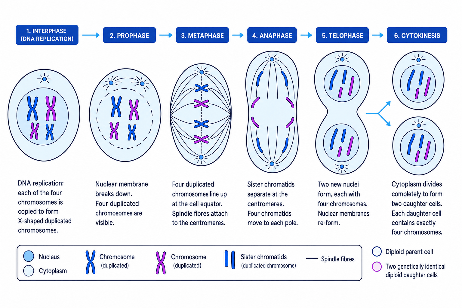 Diagram of the cell cycle and stages of mitosis