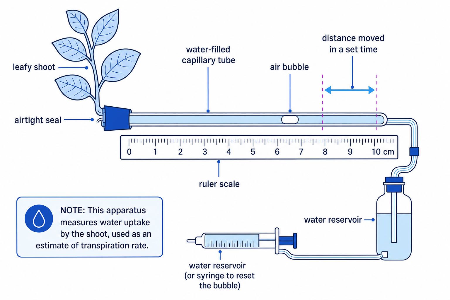 Labelled potometer setup with leafy shoot, airtight seal, capillary tube, air bubble, ruler scale and water reservoir