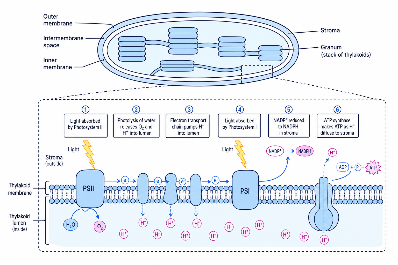 Diagram of the light-dependent reactions on the thylakoid membrane