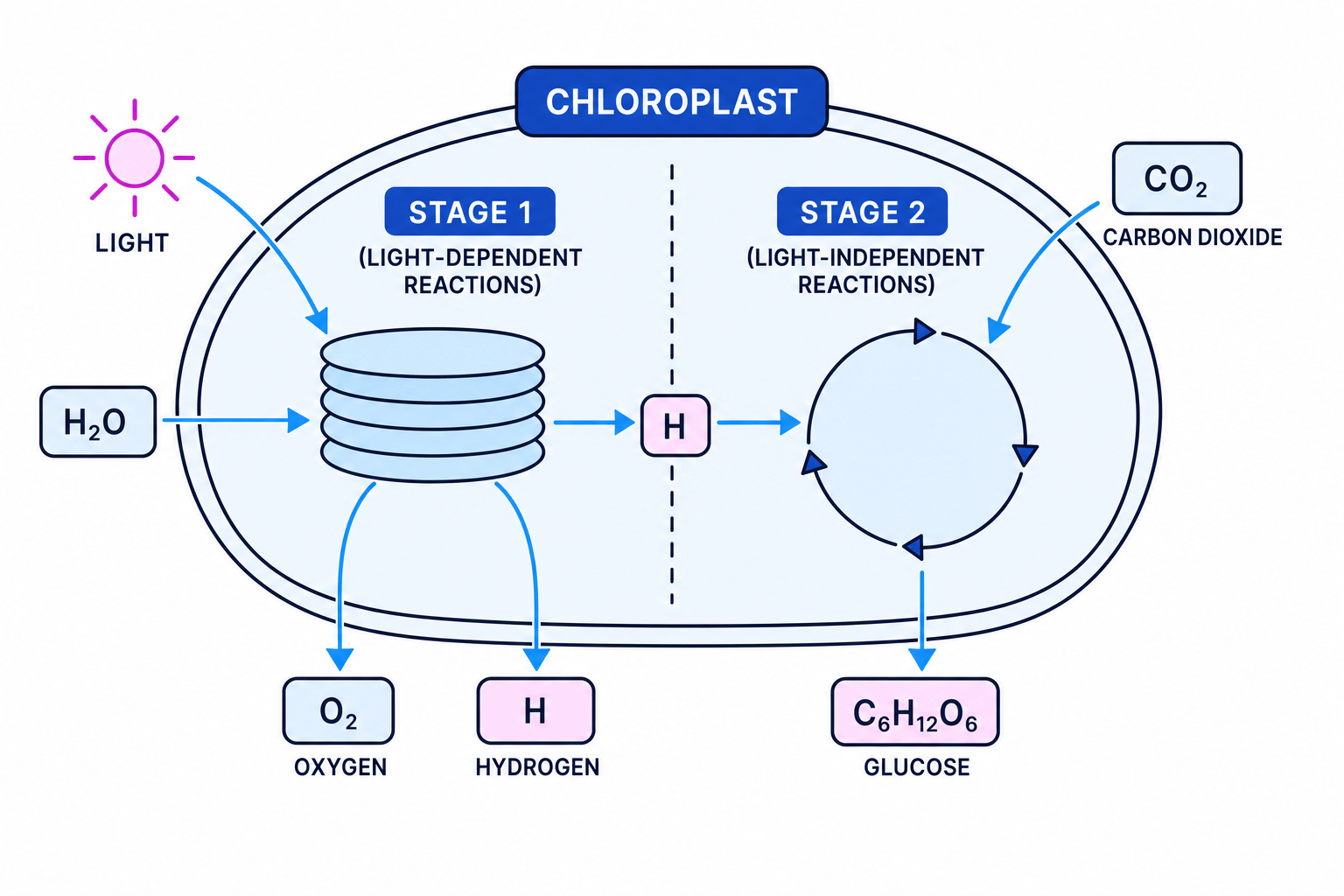 Two-Stage Process in Chloroplast