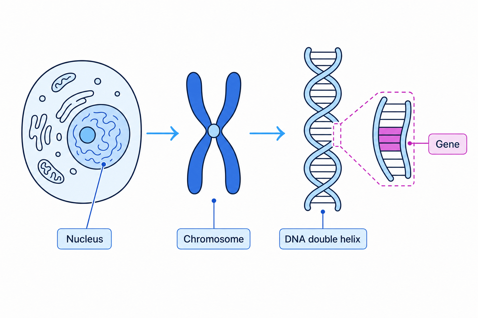 Genetic Hierarchy