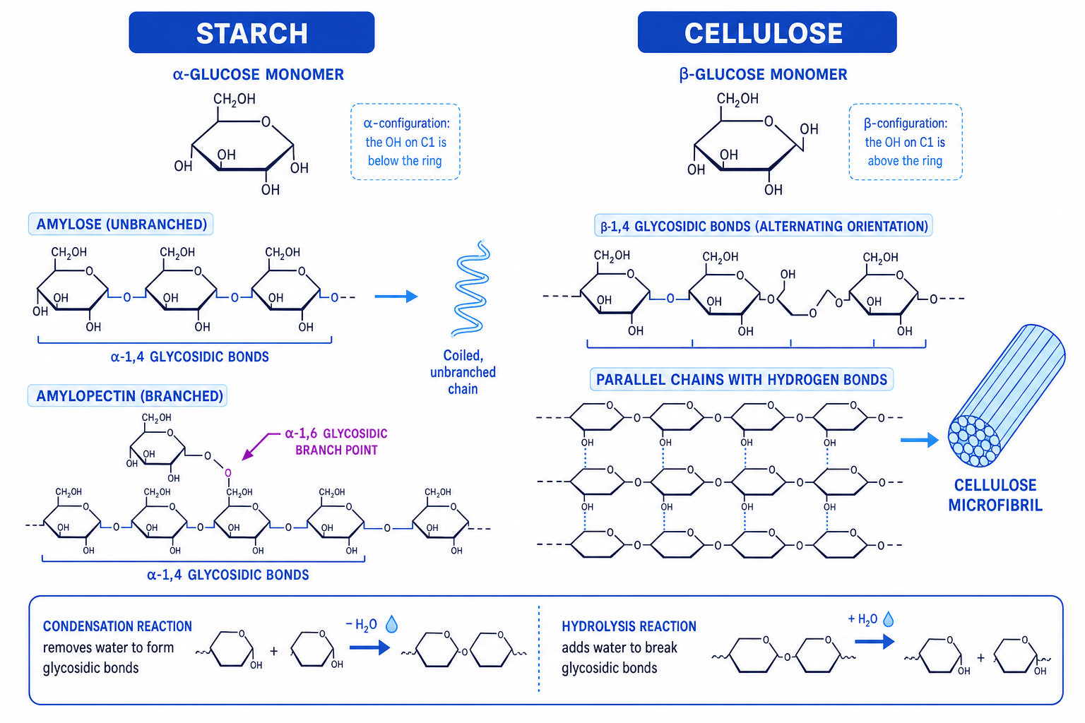 Molecular comparison of starch and cellulose, showing alpha-glucose, beta-glucose, glycosidic bonds, branching, hydrogen bonds and cellulose microfibrils