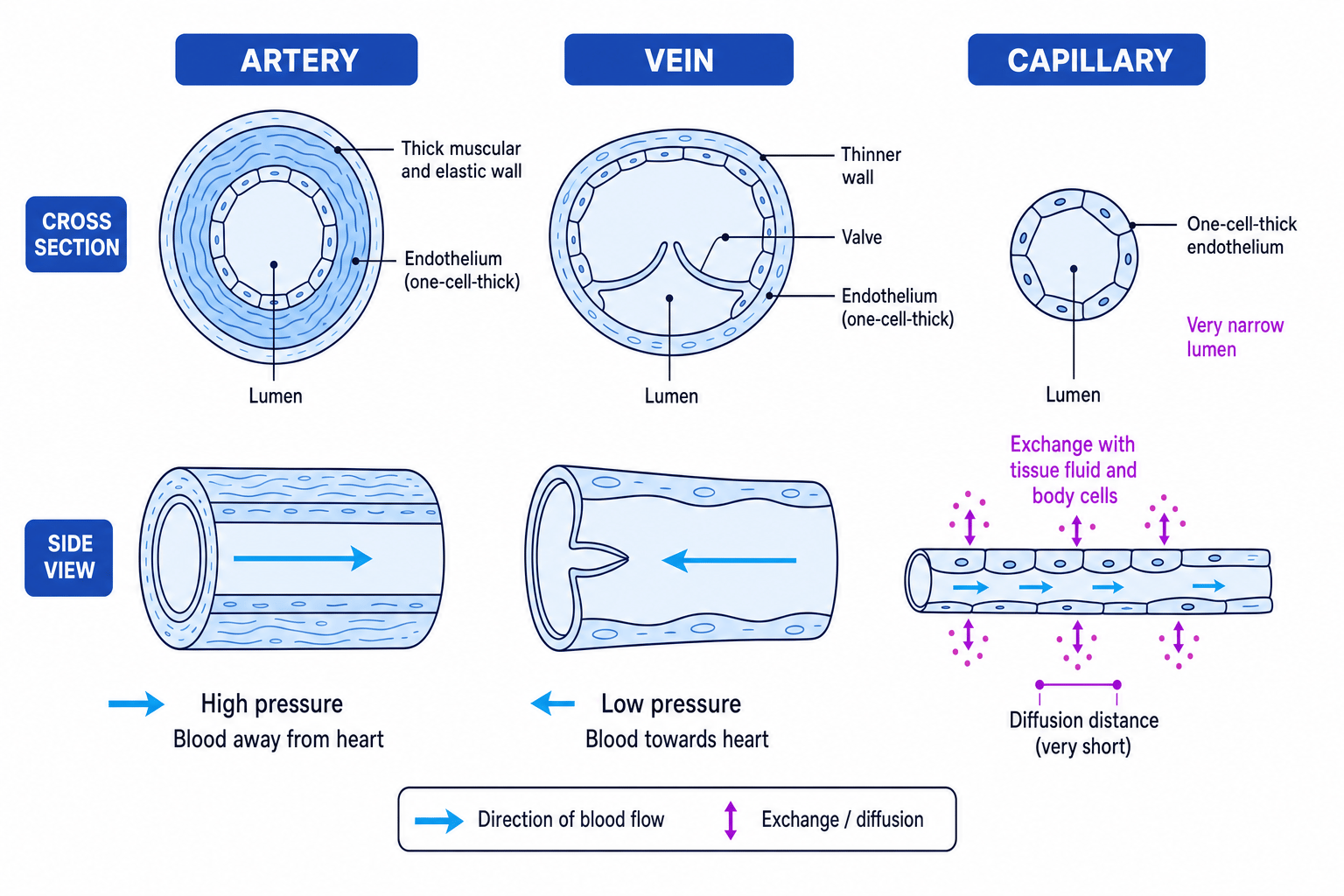 Comparison of artery, vein and capillary structure