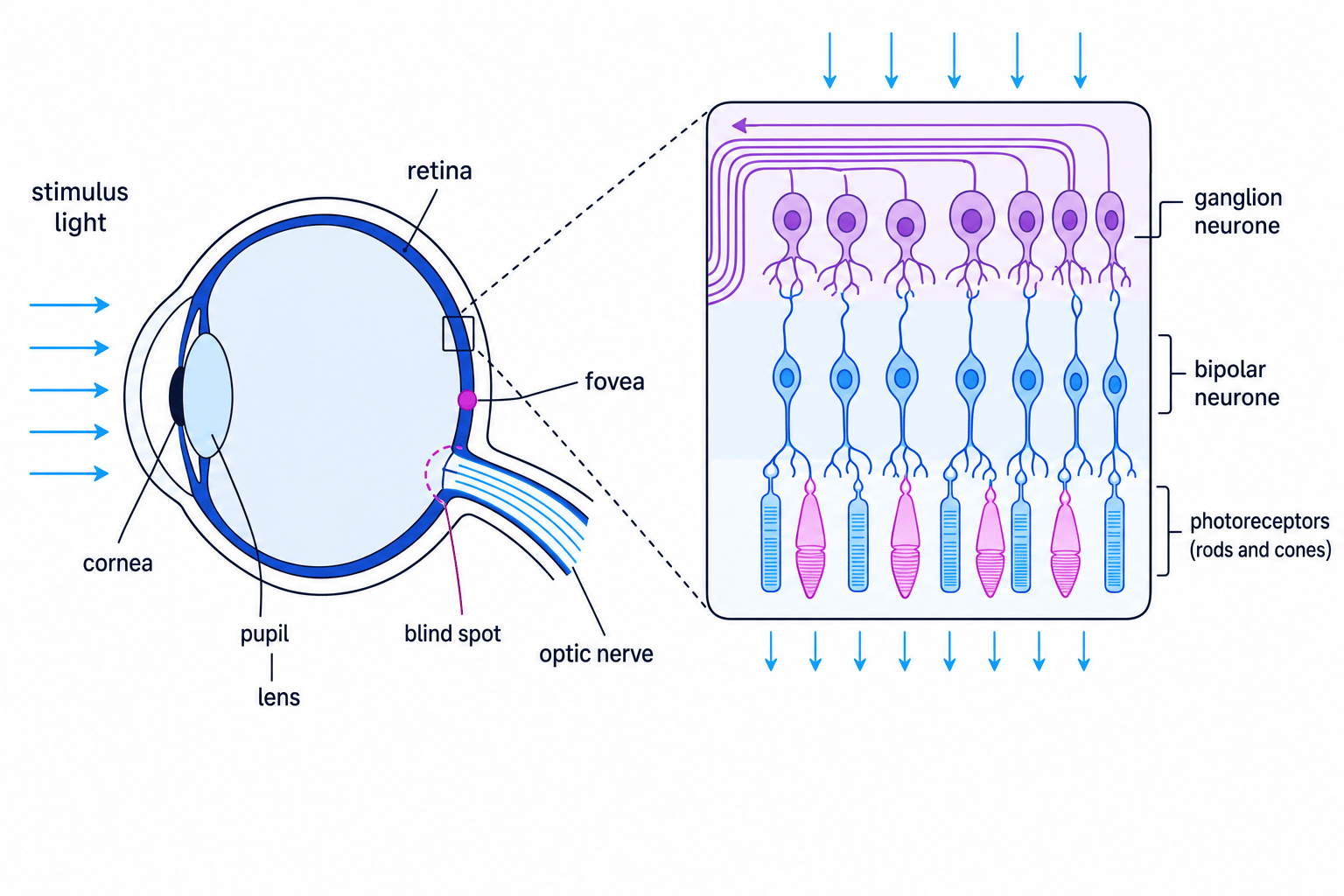 Labelled schematic of the eye, retina, photoreceptors and optic nerve